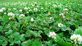 Flowers, Rain, Drops, Greens, Clover, Glade, Polyana, Trefoil, Three-Leaf HD wallpaper