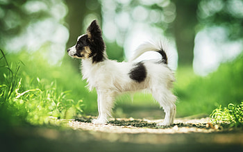 Papillon Dog, Small puppy, Forest setting, High-quality HD wallpaper