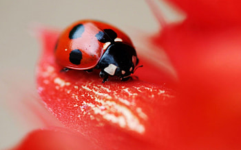 Beetle (Animals), Beetle KDE store, Beetle merchandise, Insect HD wallpaper