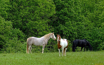 Horses, animal, grass, horse, tree HD wallpaper