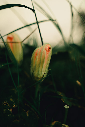 Grass, Plant, Macro, Bud HD phone wallpaper
