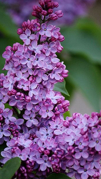 Lilac, Flower HD phone wallpaper