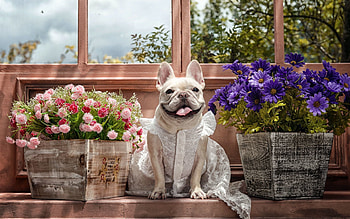 Animals, Flowers, Dog, Sight, Opinion, Language, Tongue, Dress, Bulldog HD wallpaper