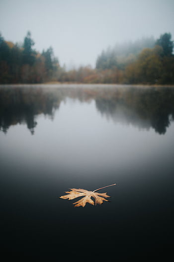 A serene autumn scene with a single maple leaf floating on a misty lake, surrounded by trees. HD phone wallpaper