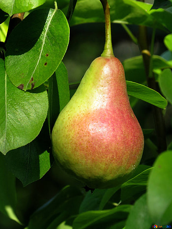 Tree, Pear HD phone wallpaper
