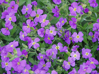 Nature, Flowers, Leaves, Flora HD wallpaper