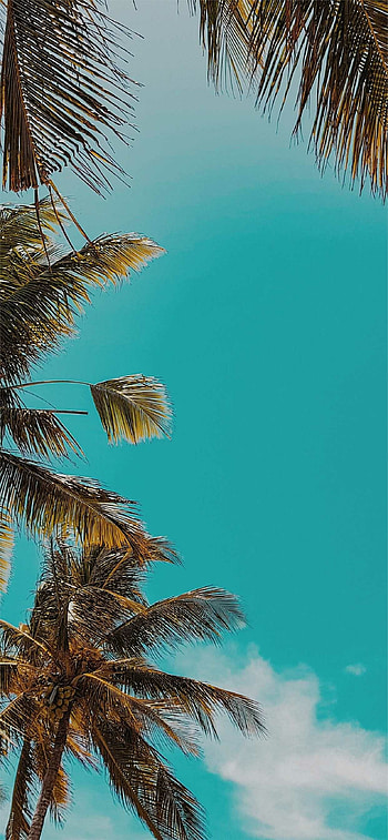 Sunset beach waves, Tropical palm trees, Blooming flowers, Vibrant summer colors HD phone wallpaper