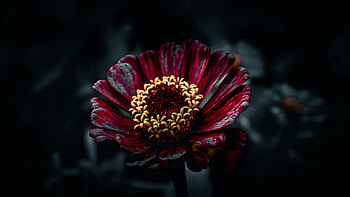 Ruby Blossom In Shade, red, blossom, flowers HD wallpaper