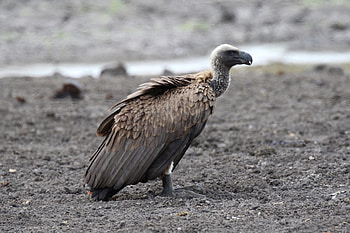 Griffon vulture, African bird species, Wildlife graphy, Captivating gaze HD wallpaper