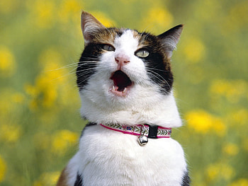 Animals, Cat, Blur, Smooth, Scream, Cry, Collar HD wallpaper
