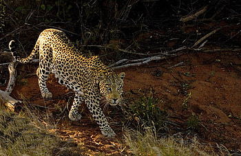 On the prowl, big cats, leopard, prowl HD wallpaper