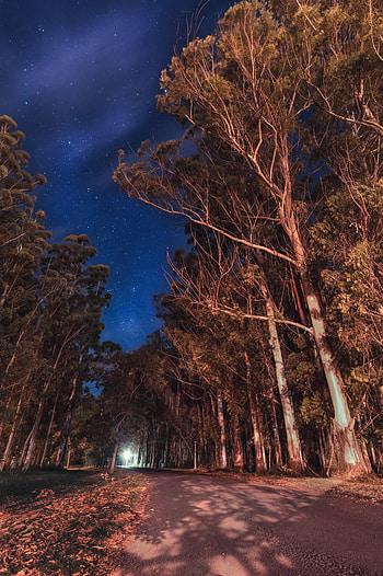 Nature, Trees, Stars, Night, Road, Argentina, Parana, Entrerios, Entre Rios HD phone wallpaper