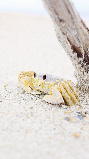 Animal crab mystery, Intriguing creature, Crustacean wonders, Marine discovery HD phone wallpaper