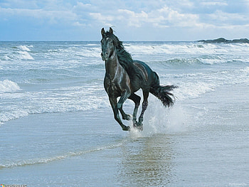 Animals, Sand, Shore, Bank, Spray, Horse, Run, Run Away HD wallpaper