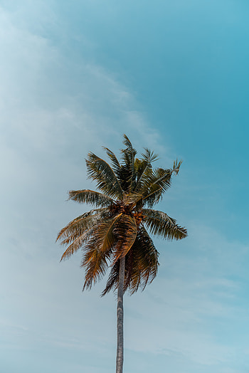 Nature, Top, Wood, Tree, Palm, Crown, Krone, Branches HD phone wallpaper