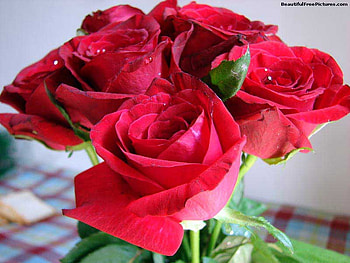 BEAUTIFUL BOUQUET, bouquet, beautiful, roses, red HD wallpaper