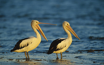 Animals, Birds, Pelicans HD wallpaper