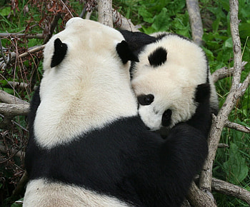 Big Hug For My Dear Friend...leo19, emotional, banda, love, hug, romantic, friends HD wallpaper