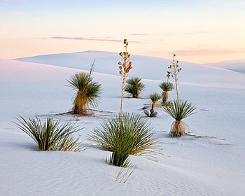 White Sands, weeds, white, sky, sand HD wallpaper