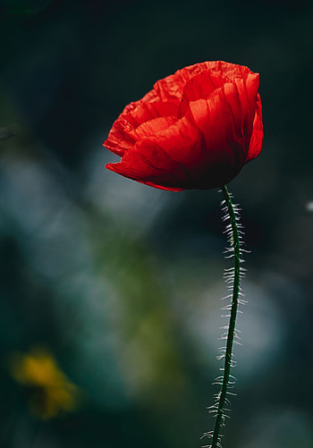 Flowers, Flower, Bud, Blur, Smooth, Stem, Stalk, Poppy HD phone wallpaper