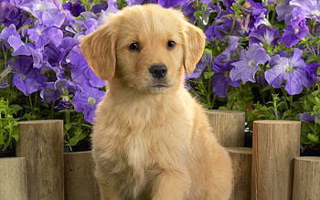Retriever screensavers, dog , Festive puppies, decorations HD wallpaper