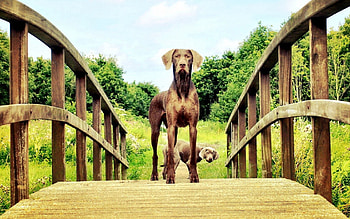 Animals, Dogs, Bridge, Sight, Opinion HD wallpaper