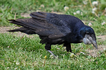 Black bird, Raven, Animal, Nature HD wallpaper