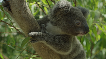 Koala im baum, Australien, Stock video, Vecteezy HD wallpaper