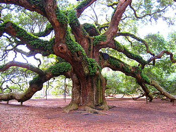 tree-angel-oak, old, landscape, aok, nature, forest, tree HD wallpaper