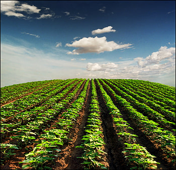 Endless Rows, landscapes, plants, fams, clouds, sky HD wallpaper