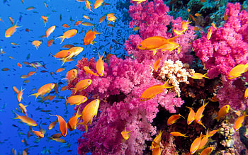 Coral reef , Underwater paradise, Vibrant corals, Marine ecosystem HD wallpaper