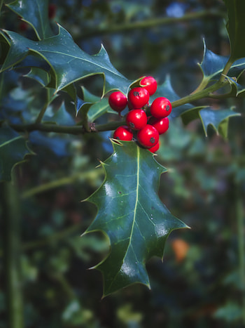 Leaves, Berries, Plant, Macro HD phone wallpaper