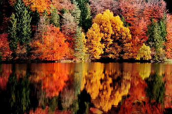 Colorful forest, Lake, Autumn, Trees, Fall HD wallpaper