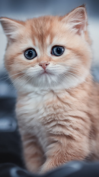 cat , Fine detail, Adorable kitten, Captivating gaze HD phone wallpaper
