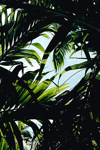 Nature, Leaves, Plant, Thickets, Thicket HD phone wallpaper