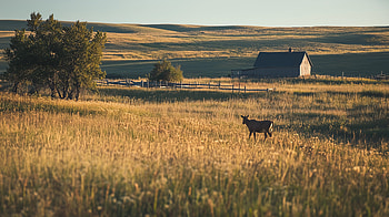 North America, barn, landscape HD wallpaper