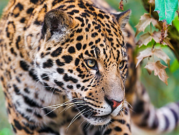 Animals, Jaguar, Muzzle, Spotty, Spotted, Sight, Opinion HD wallpaper