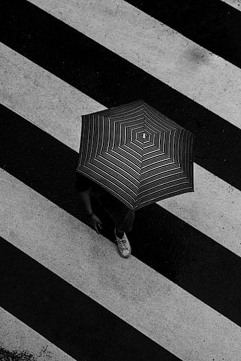 Aerial view of a person walking under an umbrella on a rainy crosswalk. HD phone wallpaper