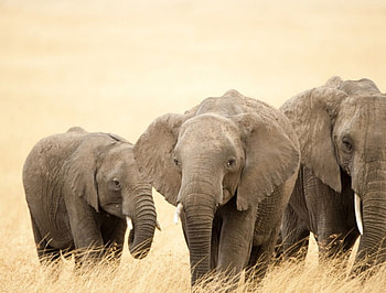 elephants, animal, nature, animals HD wallpaper