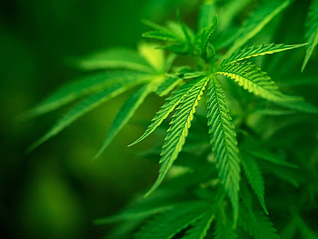 Plants, Grass HD wallpaper