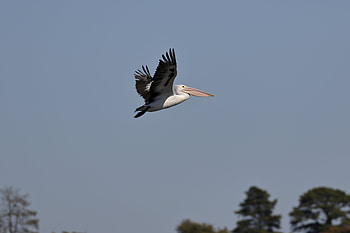 Animals, Sky, Bird, Beak, Flight, Pelican HD wallpaper