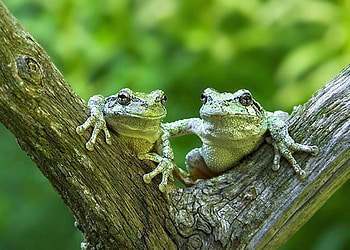 Frogs on Tree, on tree, cool, frogs HD wallpaper