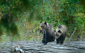Animals, Bears, Young, Bear, Joey, Grizzly, Grizzly Bear HD wallpaper