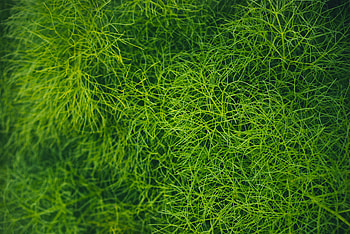 Grass, green threads, lawn, threads HD wallpaper