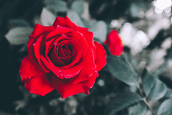 Flowers, Rose Flower, Rose, Petals, Bud, Blur, Smooth HD wallpaper
