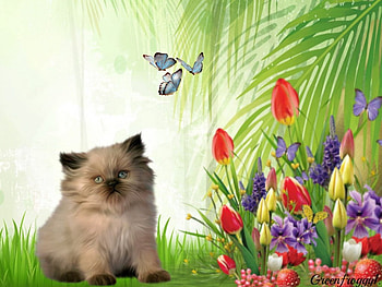 KITTY WITH FLOWERS, FLOWERS, KITTEN, CREATION, BUTTERFLIES HD wallpaper