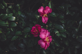 Flowers, Bush, Petals, Wild Roses HD wallpaper