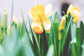 Bright yellow daffodils with green leaves in a spring garden. HD wallpaper