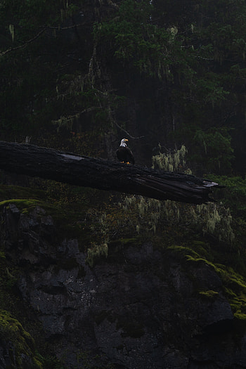 Animals, Dark, Bird, Wood, Tree, Wildlife, Eagle HD phone wallpaper