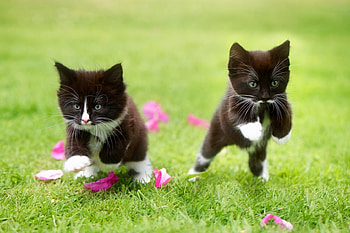 Kittens, kitten, black, running, summrr, cat, pisica, green, couple, paw HD wallpaper